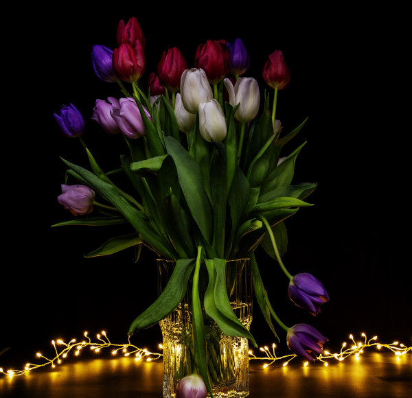 Tulipaner - Tulips