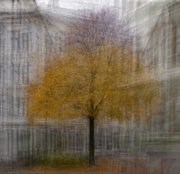 Tree #8
