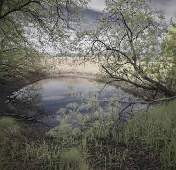 Dammen - The Pond